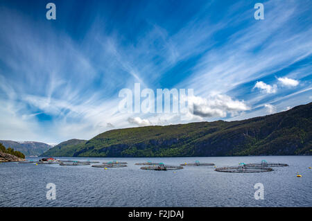 Bauernhof Lachs Fischen in Norwegen Stockfoto