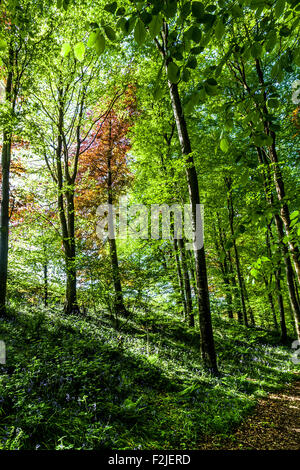 Morgensonne shinning durch die Bäume in einem Wald im Trawscoed Wales UK Stockfoto