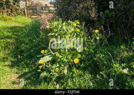 Borstigen Habichtsbitterkraut, Helminthotheca Echioides oder Picris Echioides auf Berry Kopf, Torbay Devon Stockfoto