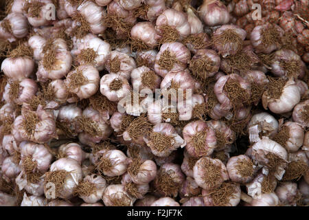 Allium Sativum, Knoblauch, umgangsprachlich ist eine Art der Zwiebel-Gattung Allium.