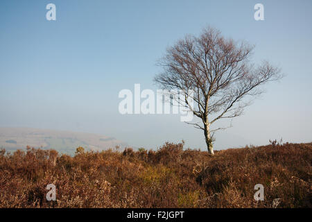 Ein einsamer Baum mit keine Blätter auf einem Hügel, vor blauem Himmel trübe herausgesucht Stockfoto