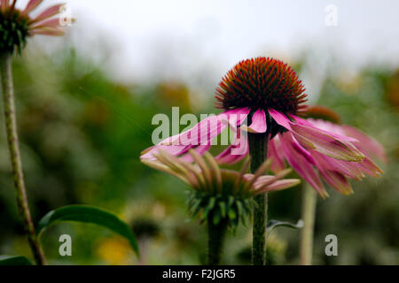 Nahaufnahme eines blassen Sonnenhut, Echinacea Pallida, close-up vor einem verschwommenen Hintergrund Stockfoto