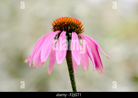 Lone, Einzahl, blass, Sonnenhut, Echinacea Pallida, Nahaufnahme vor einem blassen verschwommenen Hintergrund Stockfoto