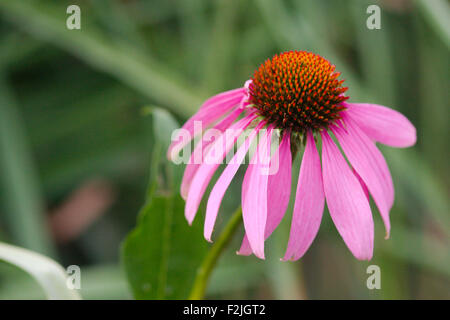 Lone, Einzahl, blass, Sonnenhut, Echinacea Pallida, Nahaufnahme vor einem dunklen, verschwommenen Hintergrund Stockfoto