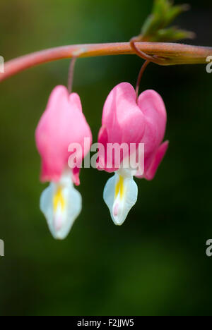 Blüte der Leier-Blume Lamprocapnos Spectabilis Dicentra spectabilis Stockfoto