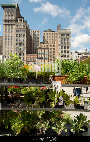 Ein Rack mit Pflanzen zum Verkauf an den Markt der Union Square in Manhattan, New York City, New York Staat, Vereinigte Staaten von Amerika Stockfoto