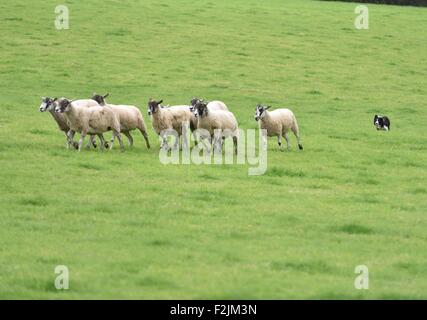 Wenig Hayfield Derbyshire UK 20. September 2015 Sheepdog Trials nehmen Platz auf der jährlichen Hayfield Country Show. Hayfield Country Show Derbyshire UK Credit: John Fryer/Alamy Live-Nachrichten Stockfoto