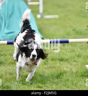 Hündchen Hayfield Derbyshire UK 20. September 2015 nimmt Teil an der Agility-Demonstration auf der jährlichen Hayfield Country Show. Hayfield Country Show Derbyshire UK Credit: John Fryer/Alamy Live-Nachrichten Stockfoto