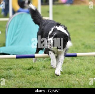 Hündchen Hayfield Derbyshire UK 20. September 2015 nimmt Teil an der Agility-Demonstration auf der jährlichen Hayfield Country Show. Hayfield Country Show Derbyshire UK Credit: John Fryer/Alamy Live-Nachrichten Stockfoto