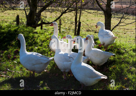 Gänse (Anser Anser Domestica) Devon England Europa Stockfoto