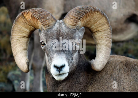 Rocky Mountain Dickhornschaf (Ovis Canadensis) - Rocky Mountain Nationalpark - in der Nähe von Estes Park, Colorado, USA Stockfoto