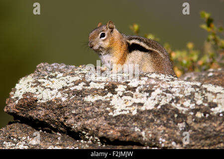 Golden-Jaguaren Ziesel - Rocky Mountain Nationalpark, Estes Park, Colorado, USA Stockfoto