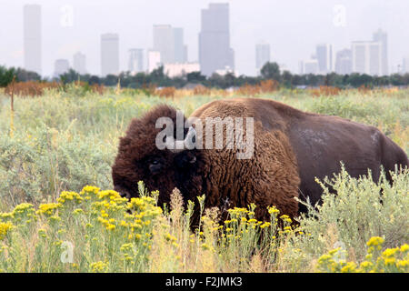 Amerikanische Bisons (Bison Bison) - Rocky Mountain Arsenal National Wildlife Refuge, Colorado Stockfoto