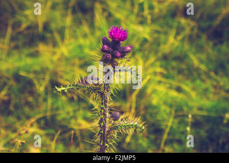 Distel wachsen in freier Wildbahn Stockfoto