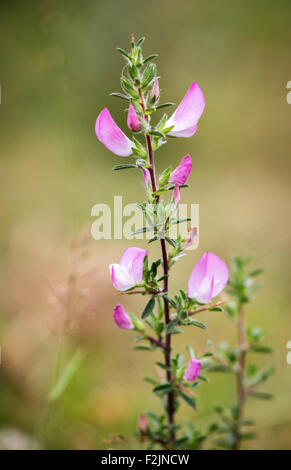 Stachelige Restharrow Ononis Spinosa (mit einigen Stacheln) wächst auf Dünen auf der Gower-Halbinsel in South Wales UK Stockfoto