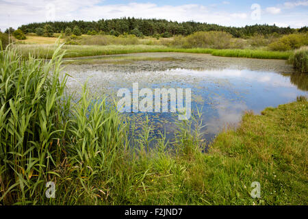 Der See Priddy Mineries - ein Naturschutzgebiet auf dem Gelände der alten führen Minenarbeiten in den Mendip Hills Somerset UK Stockfoto