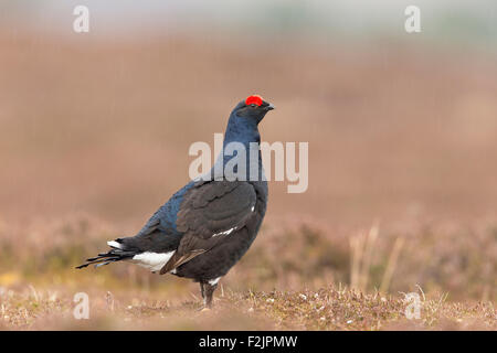 Birkhuhn (at Tetrix) erwachsenen männlichen stehend auf Moorland in Regen Stockfoto