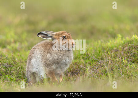 Berg Hase (Lepus Timidus) Sub Erwachsene auf Heidekraut Moorland im Sommer Stockfoto