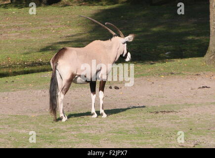 Südafrikanische Oryx-Antilopen (Oryx Gazella) Stockfoto