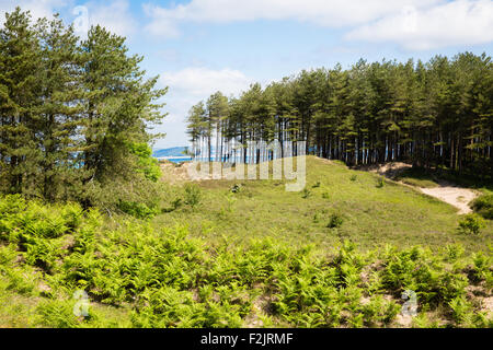 Whiteford Burrows - eine stabilisierte Dünensystem mit Nadelbaum Plantagen auf der Nord-Küste von Gower-Halbinsel in South Wales UK Stockfoto