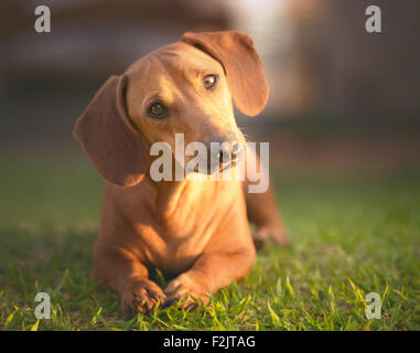 Hund in der Wiese unter Sonnenuntergang mit Blick auf die Kamera. Stockfoto