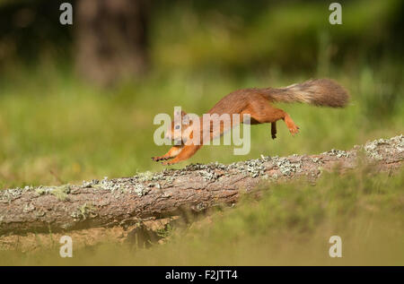 Eichhörnchen (Sciurus Vulgaris) umgestürzten Baumstamm quer Stockfoto