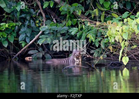 Eine riesige Fischotter Pteronura Brasiliensis, ein Ox-Bow Lake im peruanischen Amazonas-Becken Stockfoto