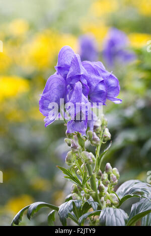 Aconitum Blume. Eisenhut Blüte eine krautige Grenze. Stockfoto