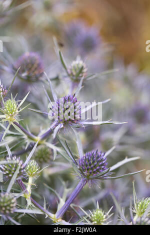 Eryngium Blumen. Nahaufnahme von Meer-Holly Blume. Stockfoto