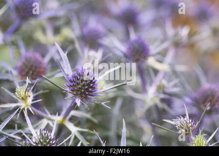 Eryngium Blumen. Nahaufnahme von Meer-Holly Blume. Stockfoto