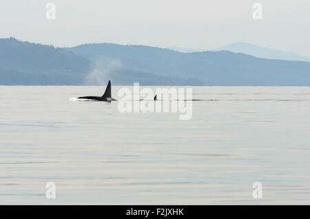 Vorübergehende oder Bigg es Schwertwale, Orcinus Orca, Britisch-Kolumbien, Kanada, Pazifik Stockfoto