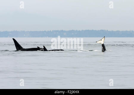 Southern resident Killer Wale, Orcinus Orca, Britisch-Kolumbien, Kanada, Pazifik Stockfoto