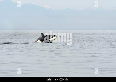 Southern resident Killerwal, Orcinus Orca, Britisch-Kolumbien, Kanada, Pazifik Stockfoto