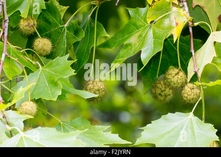 Im Herbst Früchte von hardy Ahornblättrige Platane, Platanus X hispanica, oft als Straßenbaum verwendet für seine Verschmutzung Toleranz