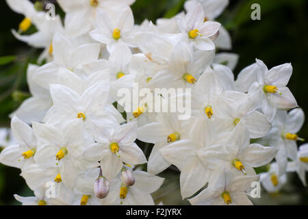 Weiße Kartoffel Blüten der Wintergrün Kletterer, Solanum Laxum "Album" Stockfoto