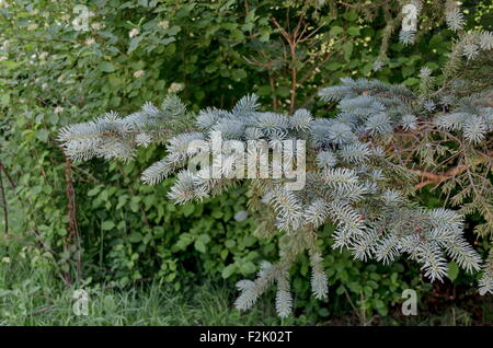 Sehen Sie auf den Zweig der blaue Tanne oder blau-Fichte (Picea Pungens) im Garten Stockfoto