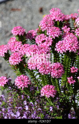 Nahaufnahmen von Pimelea Ferruginea oder auch bekannt als Magenta-Nebel Stockfoto