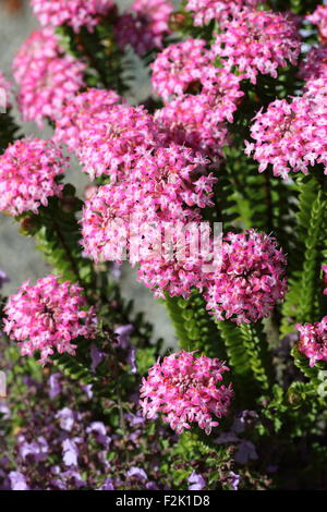 Nahaufnahmen von Pimelea Ferruginea oder auch bekannt als Magenta-Nebel Stockfoto