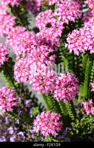 Nahaufnahmen von Pimelea Ferruginea oder auch bekannt als Magenta-Nebel Stockfoto