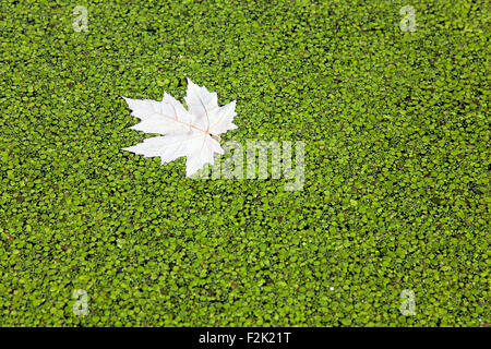 Ein Blatt im Wasserlinse Stockfoto