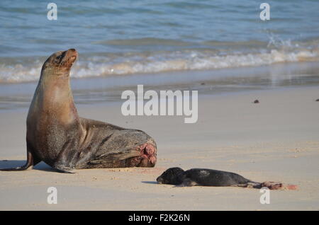 Eine Mutter Sea Lion mit Neugeborenen Seal Pup am Strand auf den Galapagos Inseln Stockfoto