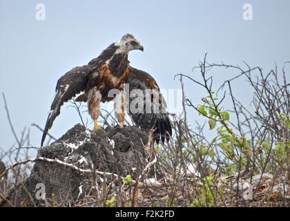 Ein Galapagos-Falke (Buteo Galapagoensis), auf Isla Española auf den Galapagos Inseln Stockfoto