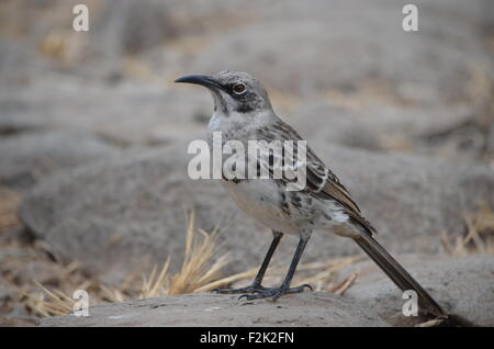 Hood Spottdrossel (Mimus Macdonaldi) auch bekannt als Española Mockingbird, auf Isla Española auf den Galapagos Inseln Stockfoto