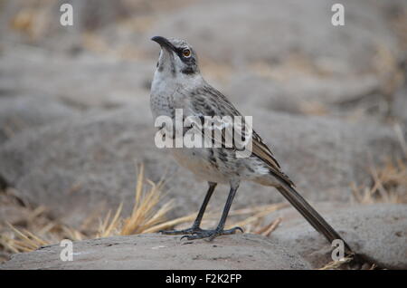 Hood Spottdrossel (Mimus Macdonaldi) auch bekannt als Española Mockingbird, auf Isla Española auf den Galapagos Inseln Stockfoto