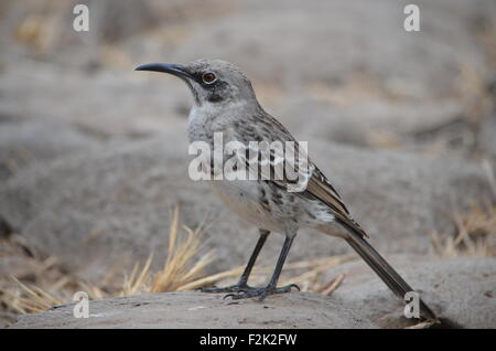 Hood Spottdrossel (Mimus Macdonaldi) auch bekannt als Española Mockingbird, auf Isla Española auf den Galapagos Inseln Stockfoto