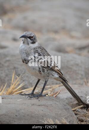 Hood Spottdrossel (Mimus Macdonaldi) auch bekannt als Española Mockingbird, auf Isla Española auf den Galapagos Inseln Stockfoto