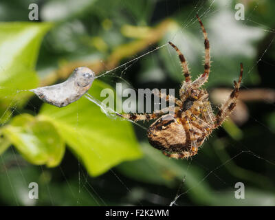 Eine Gartenkreuzspinne (Araneus Diadematus) wickelt ein Hoverfly in Seide Stockfoto