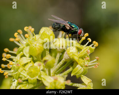 Gemeinsamen grünen Flasche Fliege (Phaenicia Sericata oder Lucilia Sericata) Stockfoto