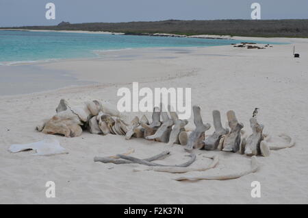 Das Skelett eines Wals am Strand von Gardner Bay, Isla Española, auf den Galapagos Inseln. Stockfoto