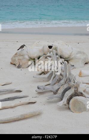 Das Skelett eines Wals am Strand von Gardner Bay, Isla Española, auf den Galapagos Inseln. Stockfoto